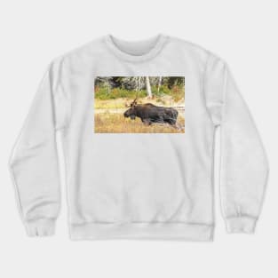 Big Bull Moose, Algonquin Park Crewneck Sweatshirt